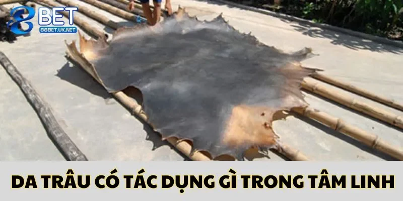 Da Trâu Có Tác Dụng Gì Trong Tâm Linh? Chi Tiết 2025